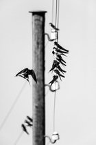 16_2012-045-cc-noranes-birds-on-the-wire.jpg