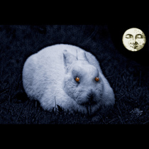 night_bunny.jpg
